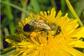 honey bee on dandelion